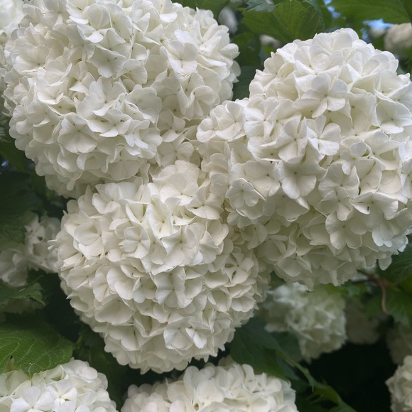 Meet your Posher, Sara - Picture 1 of 1